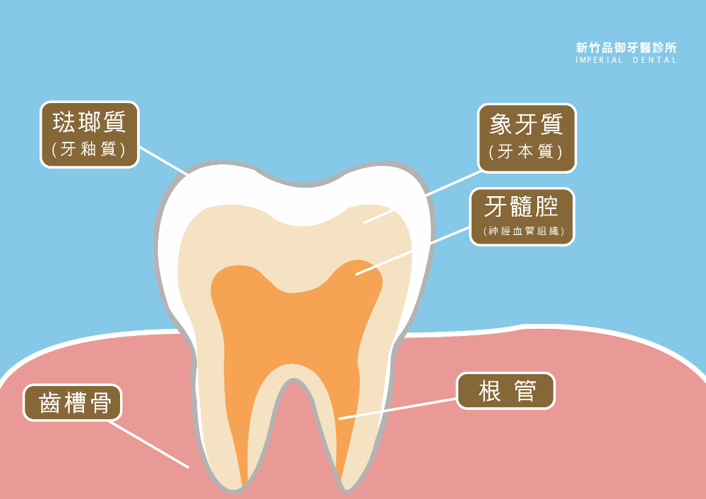蛀牙淺到深的動圖